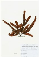 藏品(脈膜藻)的圖片